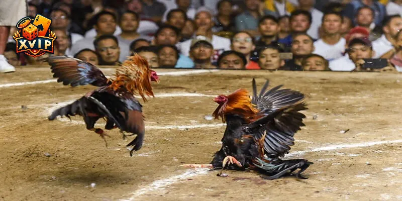 Gà đòn hay còn gọi chọi hoặc nòi